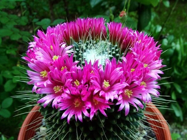 Mammillaria _spinosissima _cv.'Un Pico'_ 15